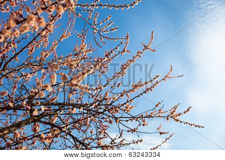 Apricot blossom branches