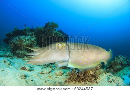 Cuttlefish