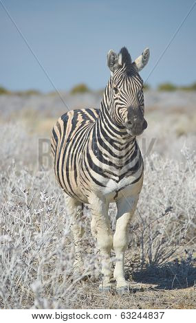 Zebra
