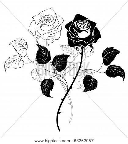 Two Roses