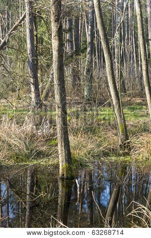 Early spring in the Biebrza National Park, Poland, Podlasie