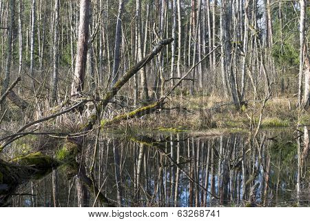 Early spring in the Biebrza National Park, Poland, Podlasie