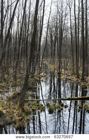 Early spring in the Biebrza National Park, Poland, Podlasie