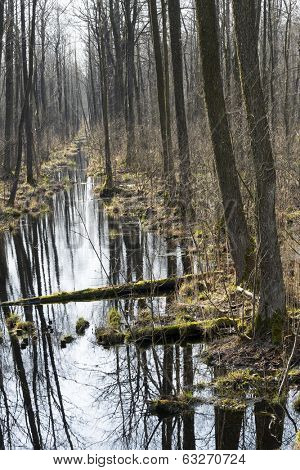 Early spring in the Biebrza National Park, Poland, Podlasie