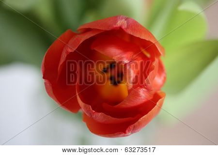 Yellow tulip