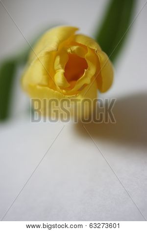 Yellow tulip (postcard)
