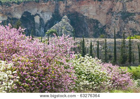 Spring In Mountain Area