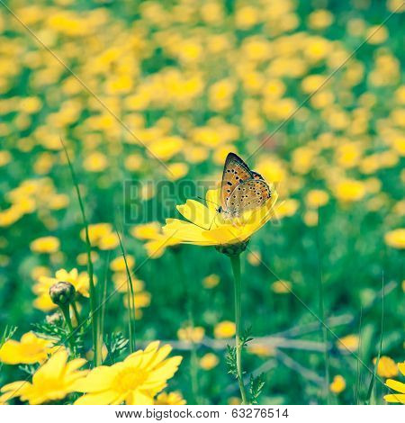 Butterfly On Flower