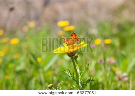 Butterfly On Flower