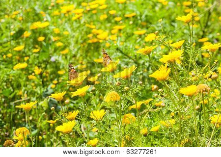 Butterflies At Spring Flowering Season