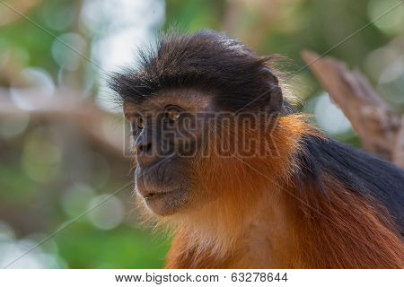 Portrait Of A Western Red Colobus Monkey