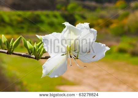 Magnolia Tree's Spring Flowering