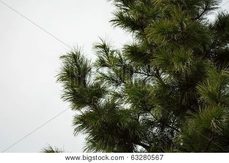 coniferous branch