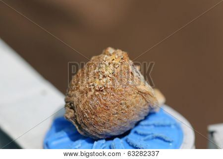 Mantis nymphs are emerging from an egg case after incubating for about 5 weeks. 