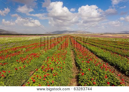 Landscape Of The Flowers Field