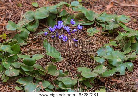 flowers and leafs of liverleaf