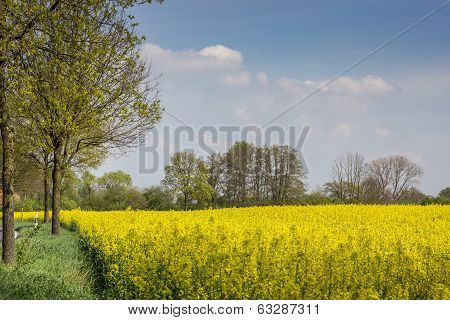 Field Of Yellow Rapeseed