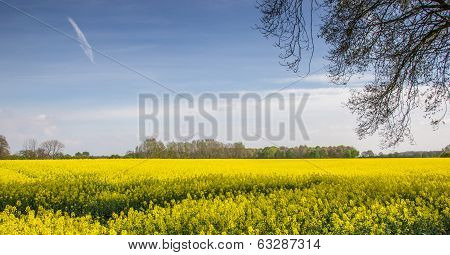 Field Of Yellow Rapeseed