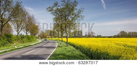 Rapeseed Along The Via Romana Near Kalkar