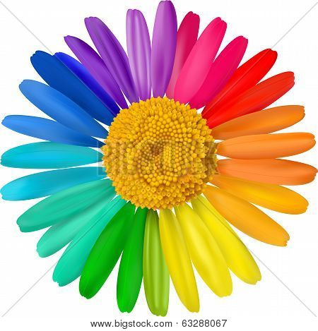 Vector colorful daisy.