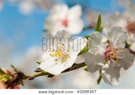 Spring Flowers