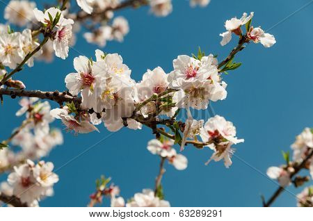 Spring Flowers
