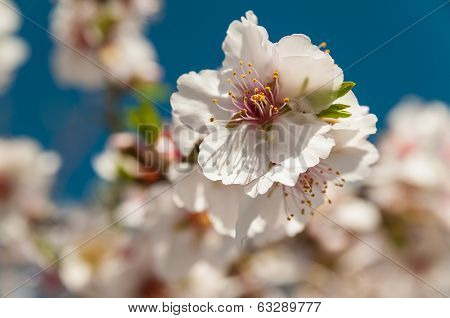 Spring Flowers