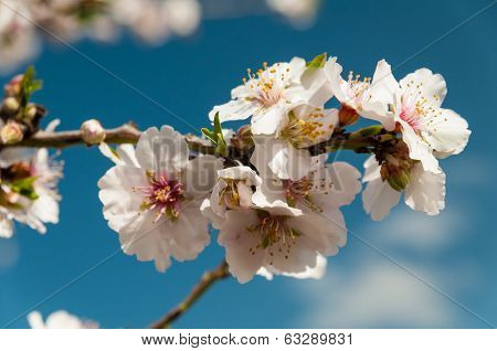 Spring Flowers