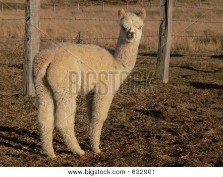 Fohlen-frech Fleece-Alpaka-Baby