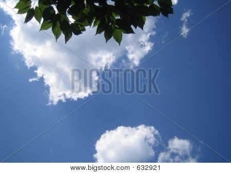 Clouds And Tree Leaves