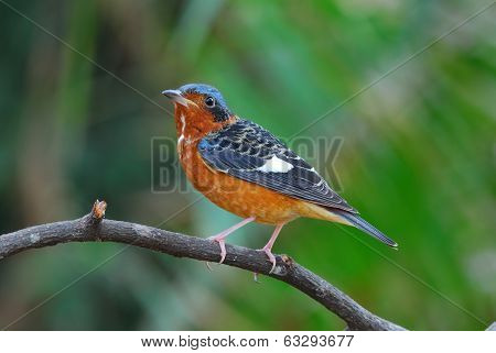 White-throated Rock-thrush