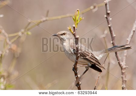 Northern Mockinbird, Mimus polyglottos, a very vocal songbird perched on a twig in early spring