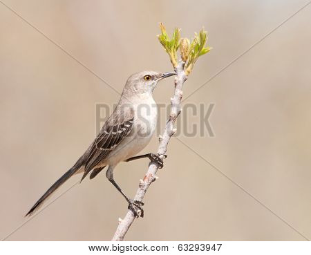 Northern Mockinbird, Mimus polyglottos, a very vocal songbird perched on a twig in early spring, against muted background