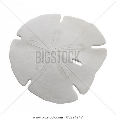 Sand Dollar Sea Shell Isolated On White Background 