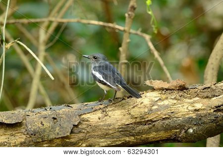 Female Oriental Magpie-robin