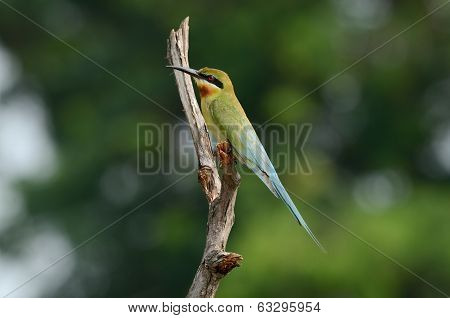 Blue Tailed Bee Eater
