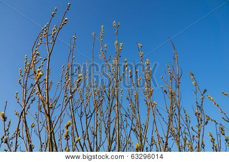 Blooming willow