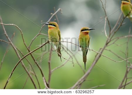 Blue Tailed Bee Eater