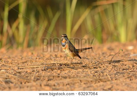 Male Bluethroat (luscinia Svecica)