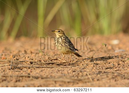 Immature Red-throated Pipit (anthus Cervinus)