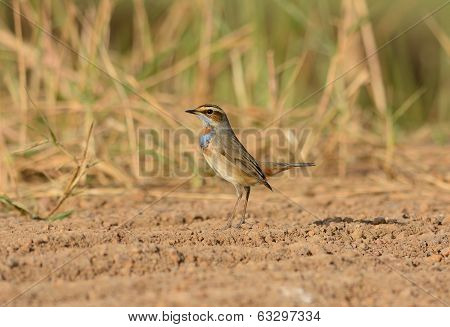 Male Bluethroat (luscinia Svecica)