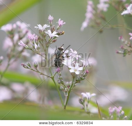 Fly насекомое сидит на цвет и нюхает нектар