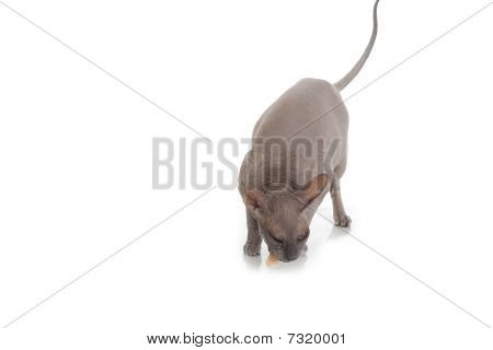 Plešatý kočka egyptská donský izolovaných na bílém pozadí