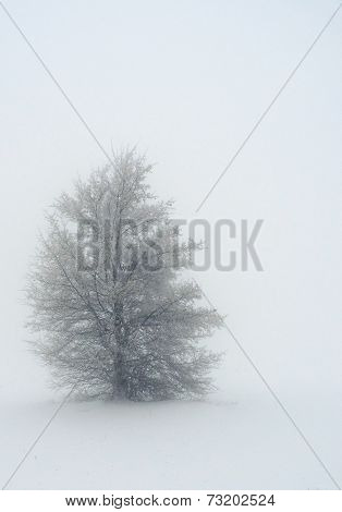 Winter Tree In Fog