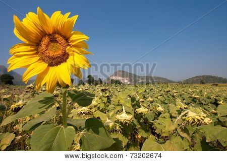 Sunflower