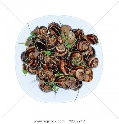 Snails On Plate