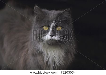 Yellow-eyed Cat
