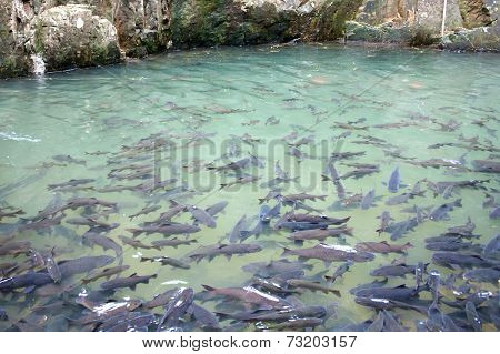 Soro brook carp waterfall fish