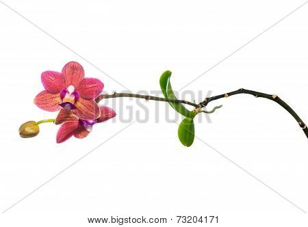 Blooming Child Red Orchid Flower, Phalaenopsis With Roots And Leaves Is Isolated On White Background