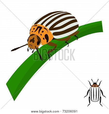 Colorado potato beetle sits on a stalk.